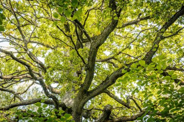 Kocaman bir meşe ağacının yakın plan görüntüsü kalın, geniş dalları, canlı yeşil yapraklarla kaplı. Ağaç kabuğunun dokusu dayanıklıdır. Ağaçların yaşını ve dayanıklılığını vurgular.