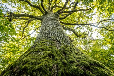Tepeden görünen görkemli bir meşe ağacı, kalın gövdesi yosunla kaplı ve canlı yeşil yapraklardan oluşan bir gölgeye uzanıyor. Dallar parlak bir gökyüzüne doğru yayıldı..