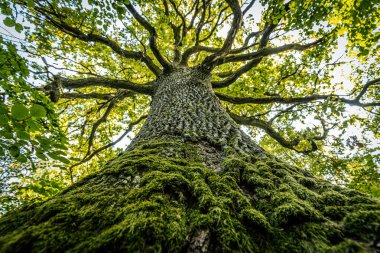 Tepeden görünen görkemli bir meşe ağacı, kalın gövdesi yosunla kaplı ve canlı yeşil yapraklardan oluşan bir gölgeye uzanıyor. Dallar parlak bir gökyüzüne doğru yayıldı..