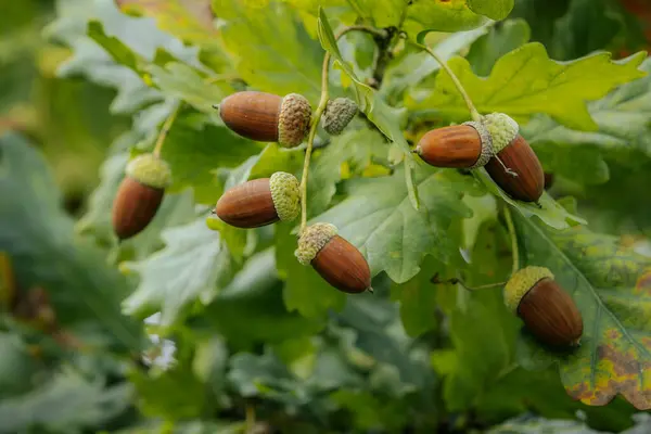 Canlı yeşil yapraklarla çevrili meşe ağacının dalından sarkan birkaç meşe palamudunu yakından çek. Meşe palamutları olgunluğun değişken safhalarında..