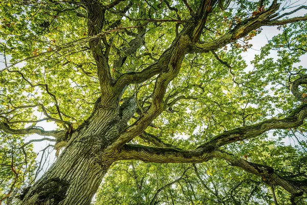 stock image A low-angle view of a tree canopy with twisting branches covered in lush green leaves, set against a clear blue sky. The sunlight filters through the leaves