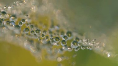 Çiy damlalarıyla kaplı bir örümcek ağının makro görüntüsü çarpıcı bir doğal şablon yaratıyor. Çiy ışığı yansıtır, yumuşak yeşil arkaplan organik güzelliğe eklenir..