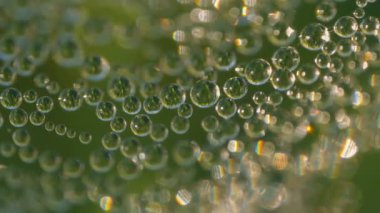 Çiy damlalarıyla kaplı bir örümcek ağının makro görüntüsü çarpıcı bir doğal şablon yaratıyor. Çiy ışığı yansıtır, yumuşak yeşil arkaplan organik güzelliğe eklenir..