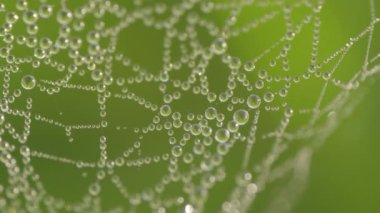 Çiy damlalarıyla kaplı bir örümcek ağının makro görüntüsü çarpıcı bir doğal şablon yaratıyor. Çiy ışığı yansıtır, yumuşak yeşil arkaplan organik güzelliğe eklenir..