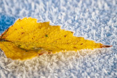 Canlı, sarı bir sonbahar yaprağının, kısmen buzla kaplı buz kristallerinden oluşan bir yatakta dinlendiği yakın plan. Buzun karmaşık dokusu yaprağın zengin rengiyle çelişiyor.