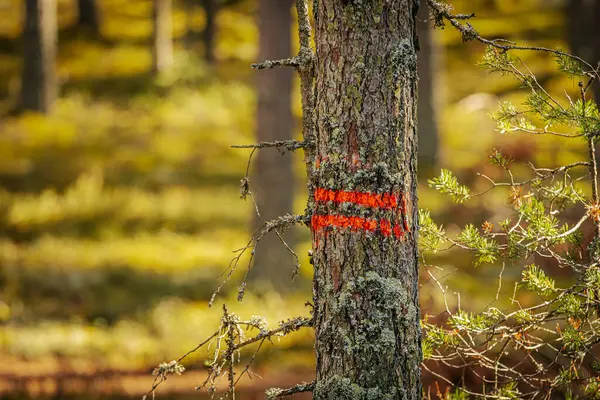 stock image A pine tree in a sunlit forest is marked with two bold red lines, indicating it for logging. The bark and surrounding moss-covered branches are illuminated by warm natural light