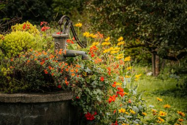 Yeşillik bir bahçede parlak turuncu ve kırmızı çiçeklerle çevrili eski, yıpranmış bir su pompası. Kırsal metal, canlı çiçeklerle çelişiyor. Sahneye cazibe katıyor..
