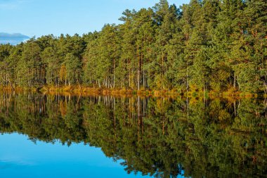 Berrak mavi gökyüzünün altında yoğun bir ormanı yansıtan sakin bir göl içeren huzurlu bir manzara. Çimenli kıyı şeridi sıcacık, altın ışıkla yıkanır ve manzaraya derinlik ve sükunet katar..