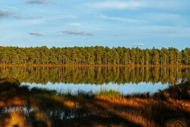 Berrak mavi gökyüzünün altında yoğun bir ormanı yansıtan sakin bir göl içeren huzurlu bir manzara. Çimenli kıyı şeridi sıcacık, altın ışıkla yıkanır ve manzaraya derinlik ve sükunet katar..