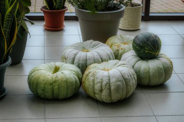 A cozy indoor scene featuring large pale green pumpkins arranged on a tiled floor, surrounded by various potted plants near a window. The combination of pumpkins and greenery creates a natural clipart