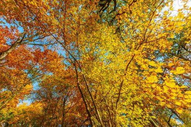 Göz kamaştırıcı bir manzara, turuncu, sarı ve yeşilin tonlarında canlı sonbahar yapraklarıyla ağaçlardan oluşan bir gölgeye bakıyor. Açık mavi gökyüzü renkli yapraklarla çok güzel tezat oluşturuyor..