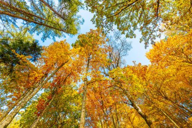 Göz kamaştırıcı bir manzara, turuncu, sarı ve yeşilin tonlarında canlı sonbahar yapraklarıyla ağaçlardan oluşan bir gölgeye bakıyor. Açık mavi gökyüzü renkli yapraklarla çok güzel tezat oluşturuyor..