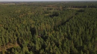 Bir dron sonbaharda yoğun bir çam ormanının havadan görüntüsünü yakalar. Koyu yeşil çamlar manzaranın mevsimsel renkleriyle çarpıcı bir tezat oluşturur..