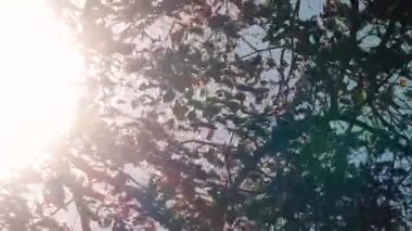 Sallanan ağaç dalları arasında parlayan güneş ışığının dinamik bir görüntüsü, noktalı bir ışık efekti yaratır. Yaprakların nazik hareketi rahatlatıcı, doğal bir atmosfer ekler..