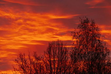 Gökyüzünü kaplayan koyu kırmızı, turuncu ve mor renklerle dolu, ağaç çizgileriyle siluetlenmiş canlı, dramatik bir gün batımı. Yükselen gökyüzü çarpıcı ve karamsar bir atmosfer yaratır..