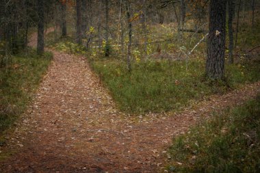 İnsanlar sonbahar yapraklarıyla kaplı bir orman yolunda yürürler. Mevsim için sıcacık giyinmişler, sonbahar yapraklarıyla çevrelenmişler.