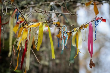 Parlak sarı yaprakları olan uzun bir ağaç, sonbaharın ihtişamını gösteren açık mavi bir gökyüzüne karşı duruyor. Altın yapraklar parlak gökyüzü ile canlı bir kontrast yaratır.