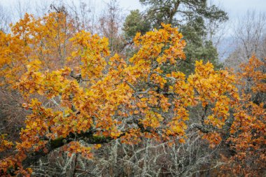 A striking yellow-leafed tree stands out against a backdrop of bare branches covered in lichen in a forest during autumn. The contrasting colors emphasize the change of seasons clipart