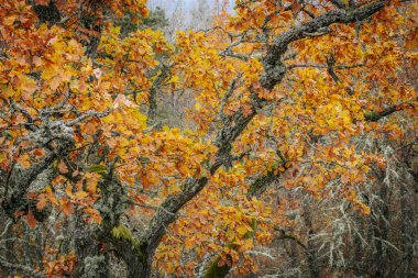 A striking yellow-leafed tree stands out against a backdrop of bare branches covered in lichen in a forest during autumn. The contrasting colors emphasize the change of seasons clipart