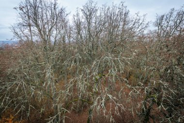 Aerial shot of a dense forest in autumn, featuring bare trees covered in lichen. The landscape stretches into the distance, showing layers of forest with a mix of coniferous and deciduous trees clipart