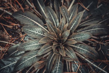 A detailed close-up of a green plant with lush leaves spreading on the forest floor, surrounded by pine needles. The vibrant leaf veins and natural textures create a fresh, earthy scene. clipart