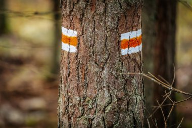 Ormandaki bir ağaç gövdesinin yakın planında turuncu ve beyaz bir iz var. Ormanda yürüyüş yapanlara rehberlik ediyor. Engebeli kabuk dokusu parlak boyayla çelişiyor..