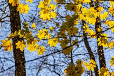 Dalların üzerindeki parlak sarı akçaağaç yapraklarının yakın çekimi, arka planda açık mavi bir gökyüzü olan güneş ışığıyla aydınlatılıyor. Sonbahar güzelliğinin klasik bir sahnesi..