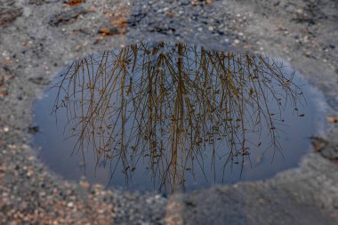 Çakıl yolundaki iki su birikintisine yansıyan çıplak ağaç dallarının huzurlu görüntüsü. Su gökyüzünü yansıtıyor, barışçıl ve soyut bir kompozisyon oluşturuyor..