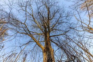 Güneşli bir günde yakalanan, açık mavi gökyüzüne karşı birkaç sarı yaprağı olan yüksek, yapraksız ağaçların yukarıdan görünüşü. Sahnede boy ve açıklık vurgulanıyor..