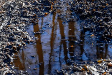 Çakıl yolundaki iki su birikintisine yansıyan çıplak ağaç dallarının huzurlu görüntüsü. Su gökyüzünü yansıtıyor, barışçıl ve soyut bir kompozisyon oluşturuyor..