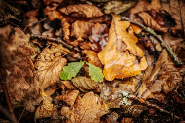Küçük, taze yeşil bir meşe yaprağı çürüyen kahverengi ve sarı sonbahar yapraklarından oluşan bir yatakta uzanır ve düşen yaprakların arasında çarpıcı bir kontrastlık yaratır. Çiy damlaları yeşile tazelik katar