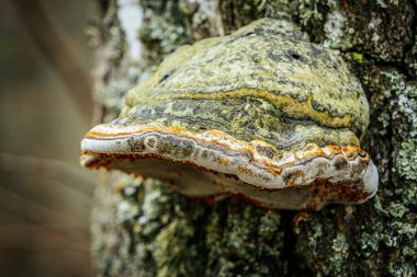Büyük bir çoklu gözenekli mantarın detaylı makro görüntüsü, ya da bir ağaç gövdesine eklenmiş parantez mantarı. Mantar, yeşil, kahverengi ve turuncu da dahil olmak üzere çeşitli dokuların ve renklerin katmanlarını gösterir..