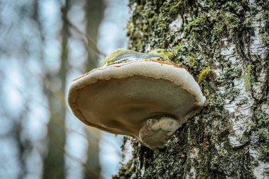 Büyük bir çoklu gözenekli mantarın detaylı makro görüntüsü, ya da bir ağaç gövdesine eklenmiş parantez mantarı. Mantar, yeşil, kahverengi ve turuncu da dahil olmak üzere çeşitli dokuların ve renklerin katmanlarını gösterir..