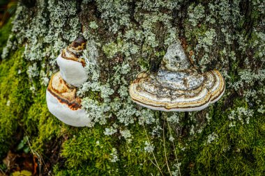 Büyük bir çoklu gözenekli mantarın detaylı makro görüntüsü, ya da bir ağaç gövdesine eklenmiş parantez mantarı. Mantar, yeşil, kahverengi ve turuncu da dahil olmak üzere çeşitli dokuların ve renklerin katmanlarını gösterir..