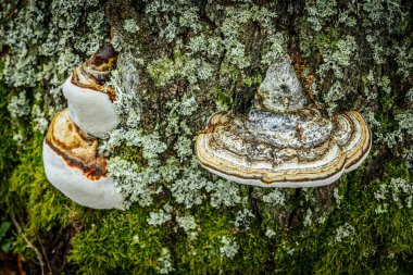 Büyük bir çoklu gözenekli mantarın detaylı makro görüntüsü, ya da bir ağaç gövdesine eklenmiş parantez mantarı. Mantar, yeşil, kahverengi ve turuncu da dahil olmak üzere çeşitli dokuların ve renklerin katmanlarını gösterir..