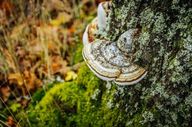 Büyük bir çoklu gözenekli mantarın detaylı makro görüntüsü, ya da bir ağaç gövdesine eklenmiş parantez mantarı. Mantar, yeşil, kahverengi ve turuncu da dahil olmak üzere çeşitli dokuların ve renklerin katmanlarını gösterir..