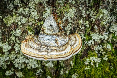 Büyük bir çoklu gözenekli mantarın detaylı makro görüntüsü, ya da bir ağaç gövdesine eklenmiş parantez mantarı. Mantar, yeşil, kahverengi ve turuncu da dahil olmak üzere çeşitli dokuların ve renklerin katmanlarını gösterir..