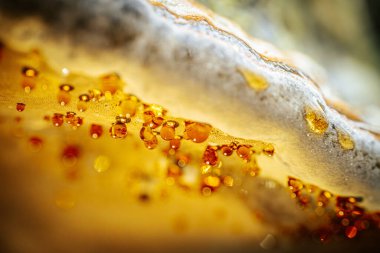 Büyük bir çoklu gözenekli mantarın detaylı makro görüntüsü, ya da bir ağaç gövdesine eklenmiş parantez mantarı. Mantar, yeşil, kahverengi ve turuncu da dahil olmak üzere çeşitli dokuların ve renklerin katmanlarını gösterir..