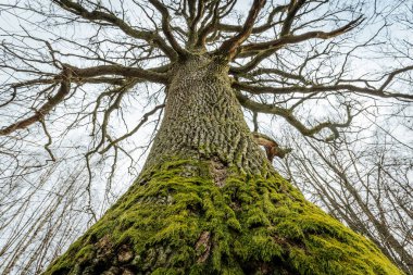 Gökyüzüne uzanan birkaç uzun ve çıplak ağacın alçak açılı görüntüsü sert kabuk ve yosun dokunuşunu gösteriyor. Dallar solgun kış gökyüzüne karşı doğal bir gölgelik oluşturur..