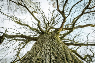 Gökyüzüne uzanan birkaç uzun ve çıplak ağacın alçak açılı görüntüsü sert kabuk ve yosun dokunuşunu gösteriyor. Dallar solgun kış gökyüzüne karşı doğal bir gölgelik oluşturur..