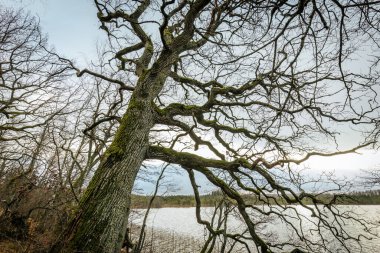 Gökyüzüne uzanan birkaç uzun ve çıplak ağacın alçak açılı görüntüsü sert kabuk ve yosun dokunuşunu gösteriyor. Dallar solgun kış gökyüzüne karşı doğal bir gölgelik oluşturur..