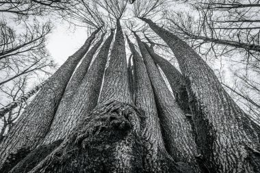 Gökyüzüne uzanan birkaç uzun ve çıplak ağacın alçak açılı görüntüsü sert kabuk ve yosun dokunuşunu gösteriyor. Dallar solgun kış gökyüzüne karşı doğal bir gölgelik oluşturur..