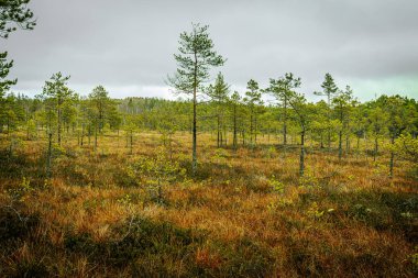 Dolambaçlı bir sahil yolu, seyrek çam ağaçları ve alçak bitki örtüsüyle dolu renkli bir bataklık arazisinde yol alır. Sahnenin karamsar, bulutlu bir gökyüzü var.