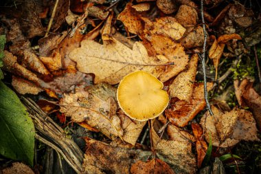 Küçük, taze yeşil bir meşe yaprağı çürüyen kahverengi ve sarı sonbahar yapraklarından oluşan bir yatakta uzanır ve düşen yaprakların arasında çarpıcı bir kontrastlık yaratır. Çiy damlaları yeşile tazelik katar