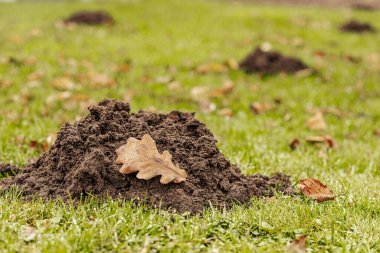 Kuru meşe yaprağıyla kaplı çimenli bir çimenlikte taze bir köstebek yuvası bulunur. Yer çiğ ile kaplı, serin ve nemli bir çevreye işaret ediyor..