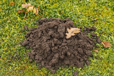 Kuru meşe yaprağıyla kaplı çimenli bir çimenlikte taze bir köstebek yuvası bulunur. Yer çiğ ile kaplı, serin ve nemli bir çevreye işaret ediyor..