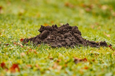 Kuru meşe yaprağıyla kaplı çimenli bir çimenlikte taze bir köstebek yuvası bulunur. Yer çiğ ile kaplı, serin ve nemli bir çevreye işaret ediyor..