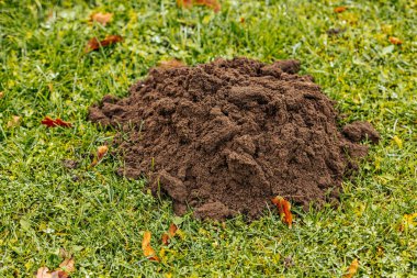 Kuru meşe yaprağıyla kaplı çimenli bir çimenlikte taze bir köstebek yuvası bulunur. Yer çiğ ile kaplı, serin ve nemli bir çevreye işaret ediyor..