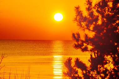 Okyanus üzerinde nefes kesici bir günbatımı, gökyüzü ve su boyunca altın renkler döküyor. Siluetli ağaçlar sahneyi çerçeveleyerek, sakin manzaraya derinlik ve kontrastı ekliyor.