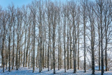 Açık mavi bir gökyüzüne karşı hafif kar tozu ile kaplı bir sıra uzun, yapraksız ağaçtan oluşan sakin bir kış manzarası. Sahne, kışın doğanın güzelliğini yakalar..